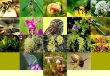 Danas se obilježava Međunarodni dan biološke raznovrsnosti: Čuvanjem prirode brinemo o budućnosti