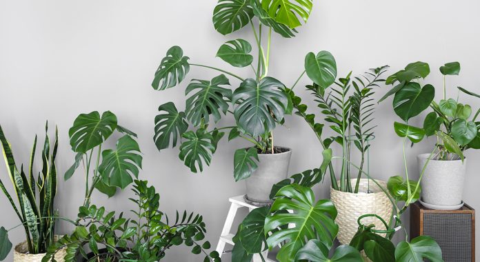 Many modern green plants with various pots in room. Modern home garden composition. Stylish and minimalistic urban jungle interior. Botany home decor with a lot of plants