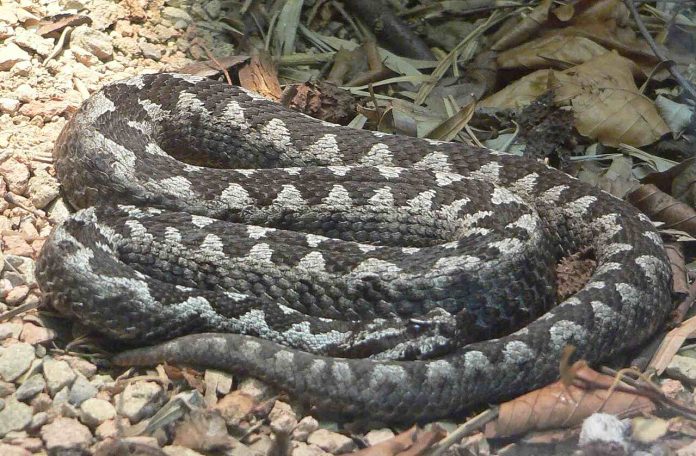 Vipera_ammodytes_070901_1