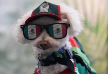 Pas koji je ukrao pažnju na Svjetskom prvenstvu