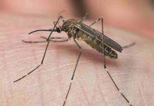 Zašto komarci neke ljude grizu više od drugih?
