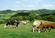 Stočarstvo u BiH – poslovna prilika ili rizik bez garancije?