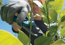 Biljke koje u julu traže rezidbu za bujniji rast i cvatnju