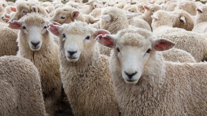 skynews-sheep-occult-deaths_4899436
