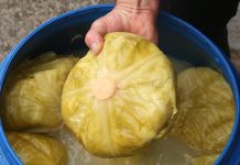 Da vam kiseli kupus ne omekša: Obratite pažnju na ove važne detalje